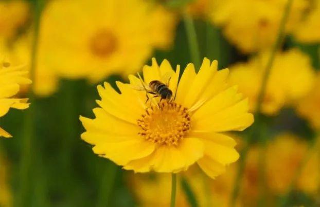 竹花与生肖，一场误解的探索与反思