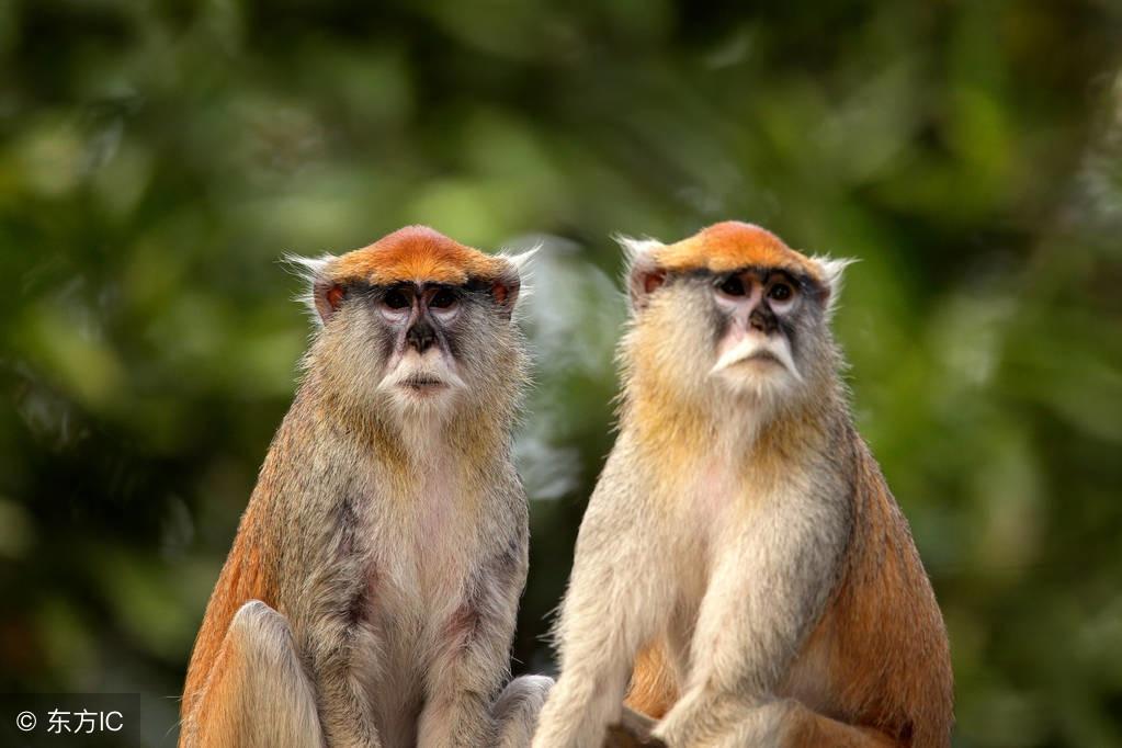 大泽土是什么生肖，的故事与寓意