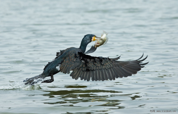 如鱼得水猜一动物?定量解释落实