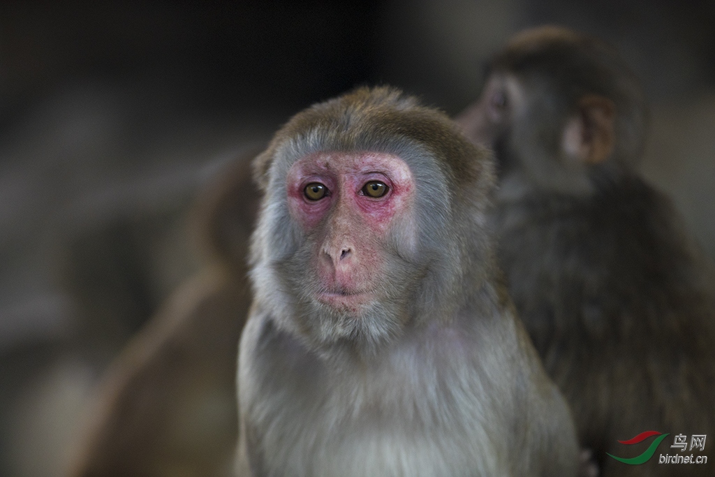 探秘红脸赤颈背后的生肖奥秘与文化解读