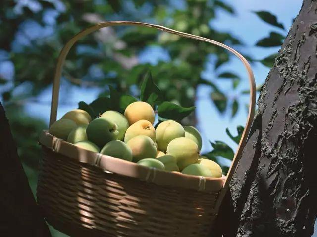 安土重迁，解读这一成语背后的生肖寓意与现代启示