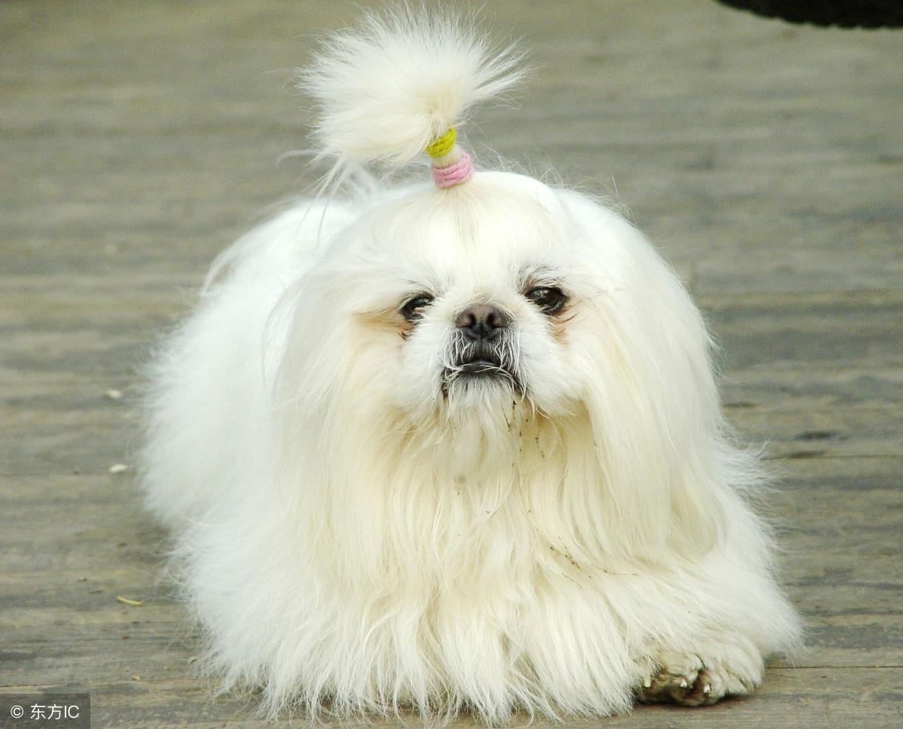 耍两面派，揭秘打一正确生肖的绝佳解释与落实