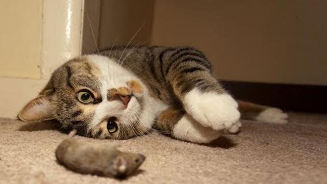 野性难驯猜一生肖?精选解析与落实的详细结果