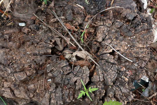 朽木粪土猜一动物，一场误导解释的落实与反思