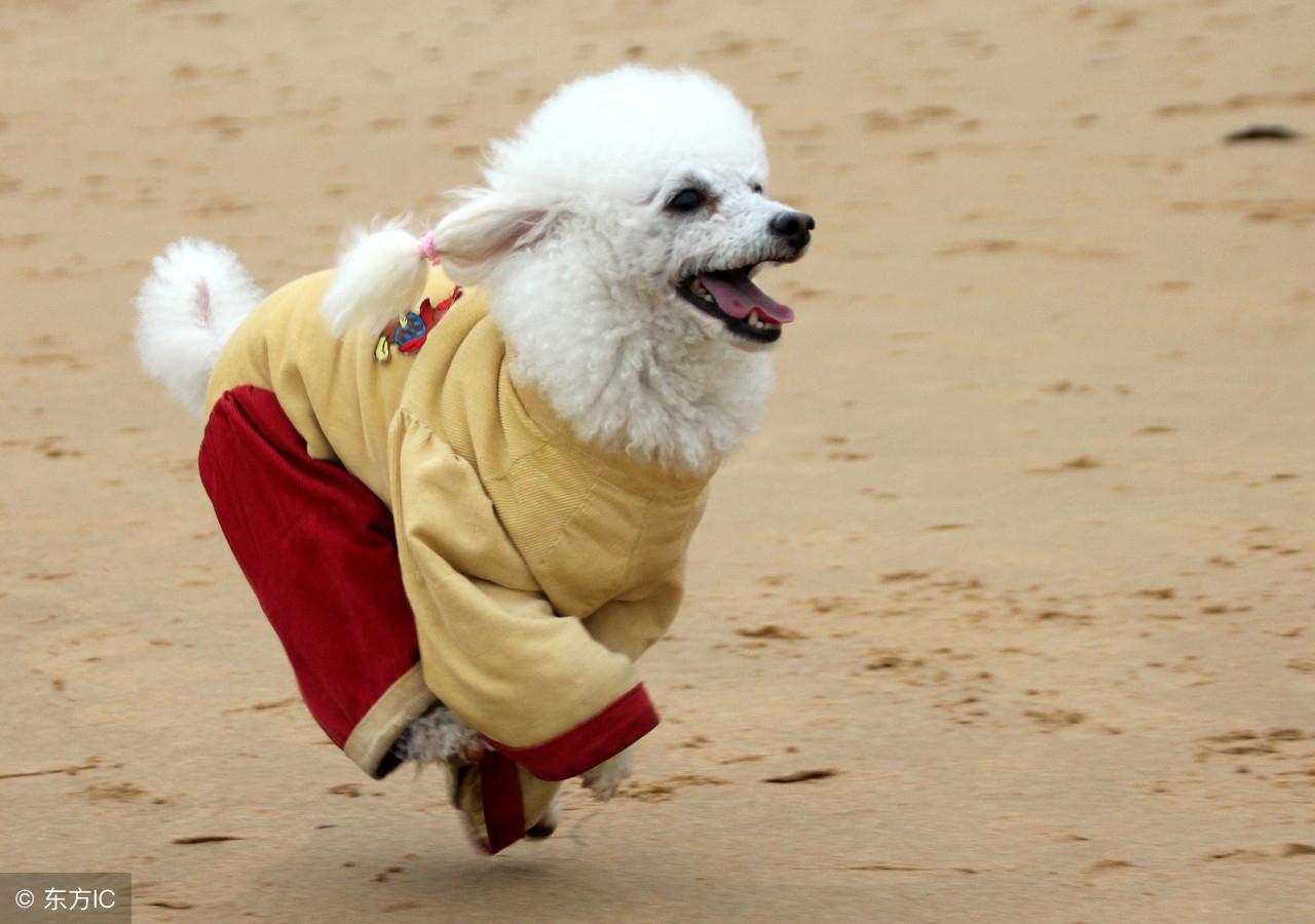 野性难驯猜一生肖?精选解析与落实的详细结果