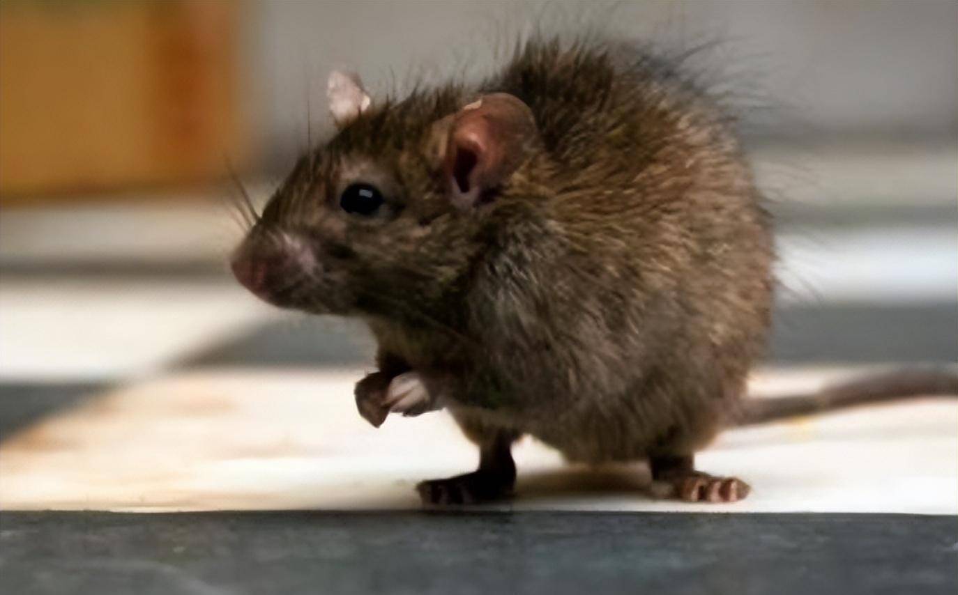 笑谈人生与团结的生肖智慧—以鼠为例