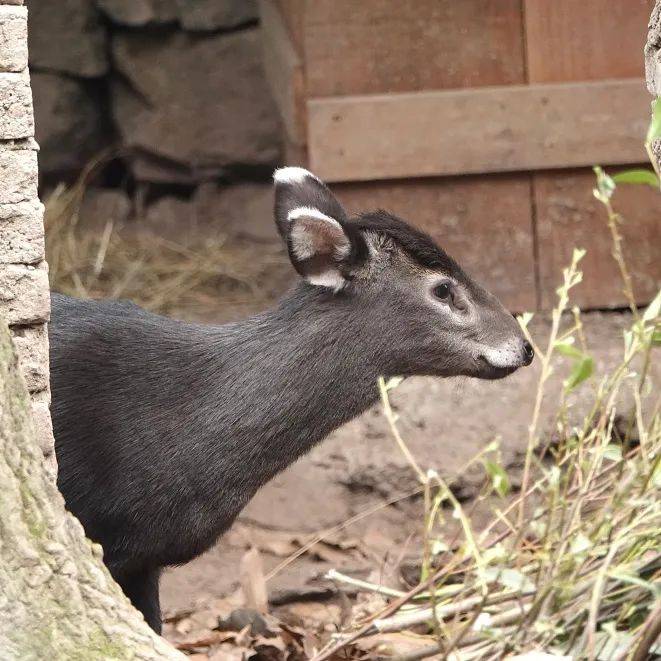 谜语探秘，青面獠牙的动物猜一动物
