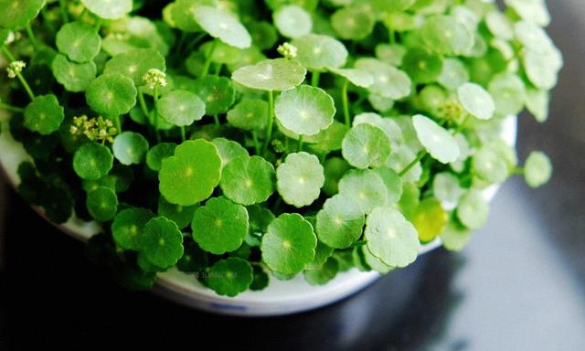 虎头蛇尾猜一生肖，解密与文化寓意