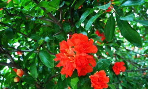 石榴代表什么生肖，热议作答落实解释