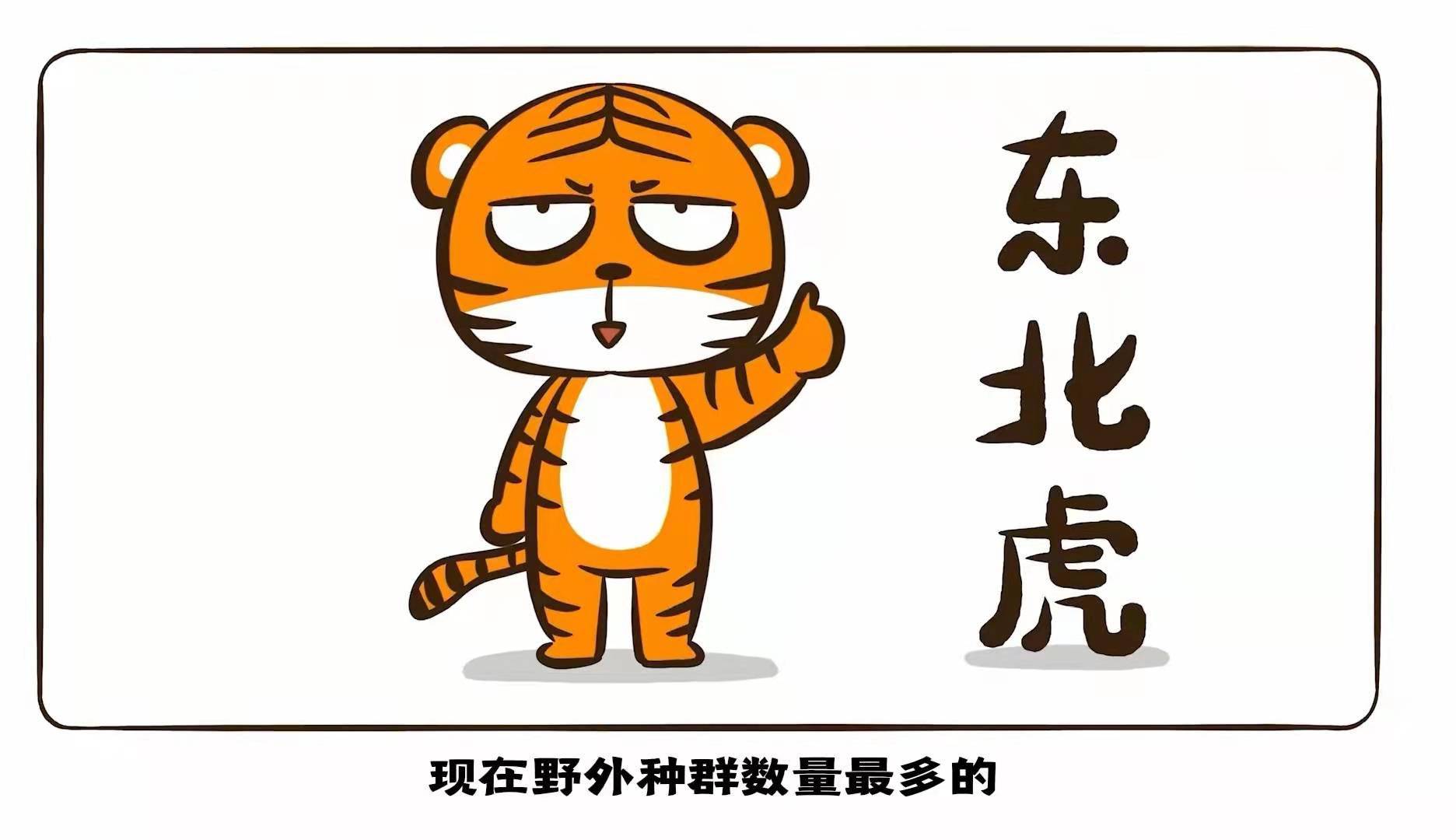 什么生肖不能穿虎头鞋，的社会进步与文化解析