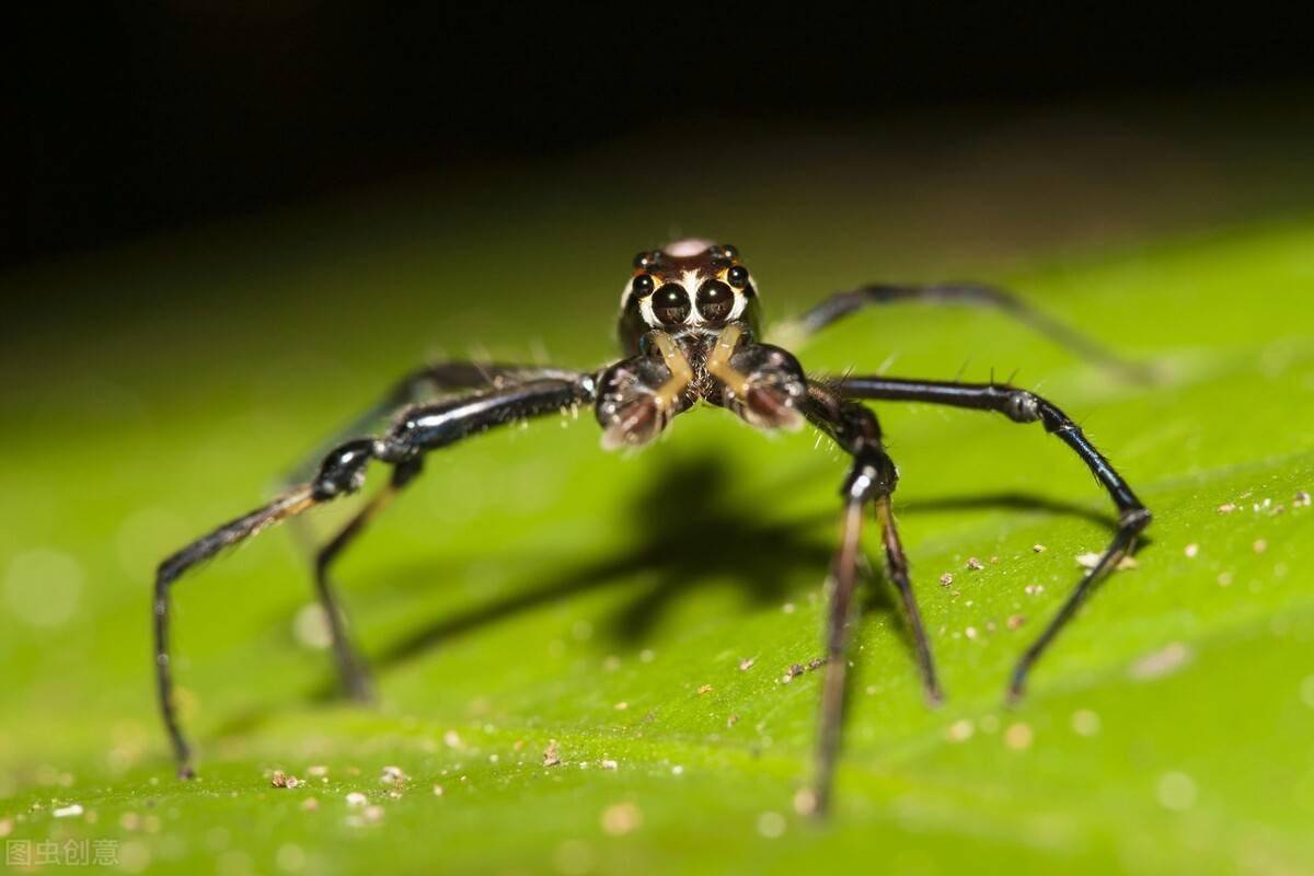 蜘蛛是什么生肖，通用解释落实