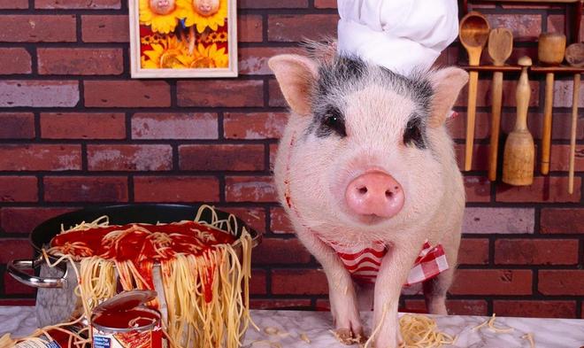 猪的幸运生肖，与积极行动的完美结合