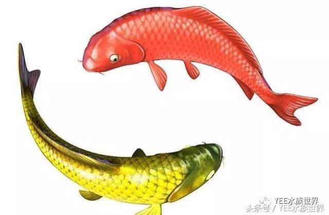 鱼是代表什么生肖，马上为你揭晓落实
