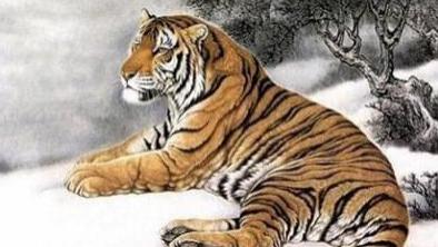 独善其身的生肖，通用解释落实