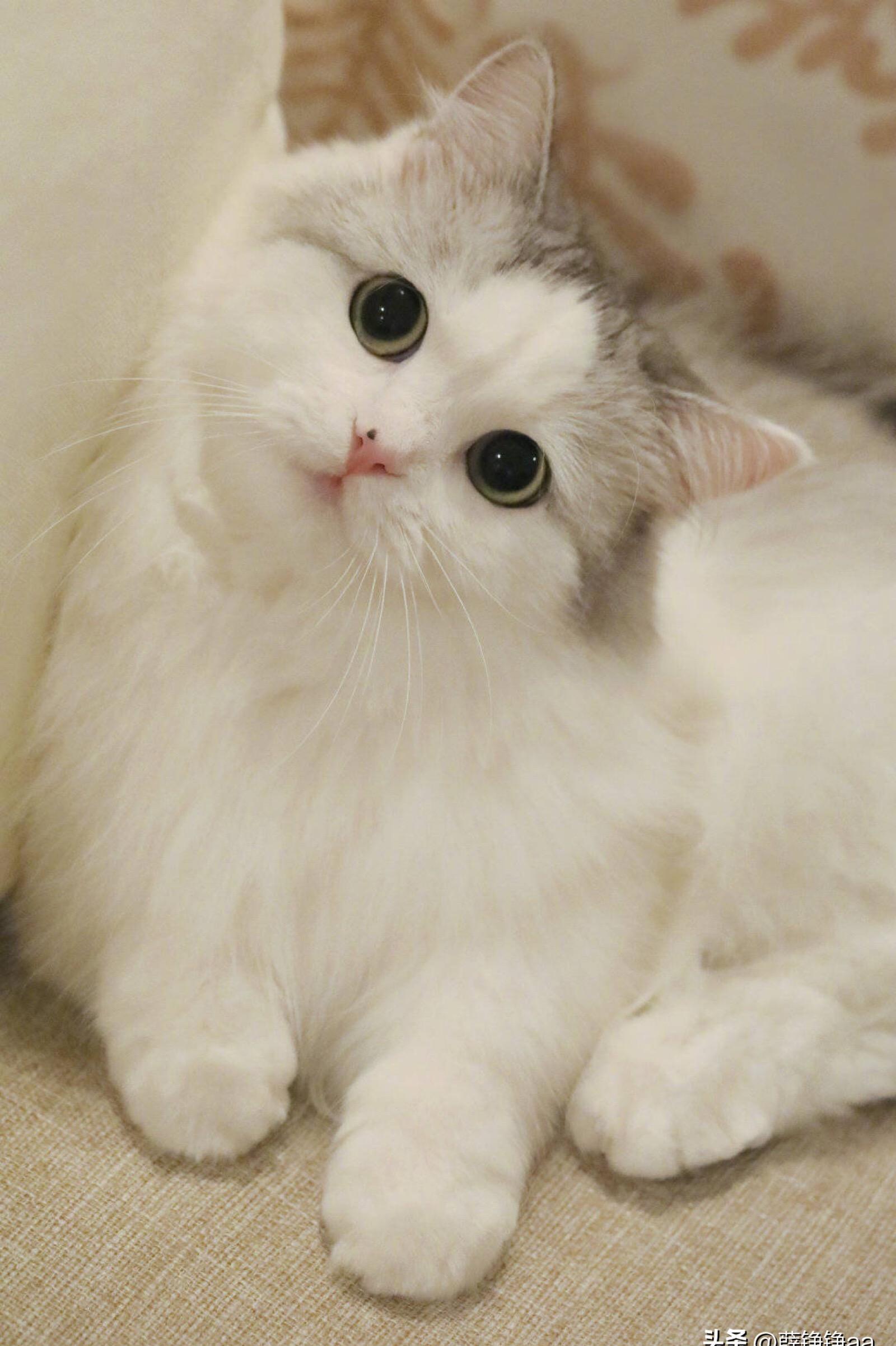 风云肖，揭秘中国传统文化中的生肖奥秘