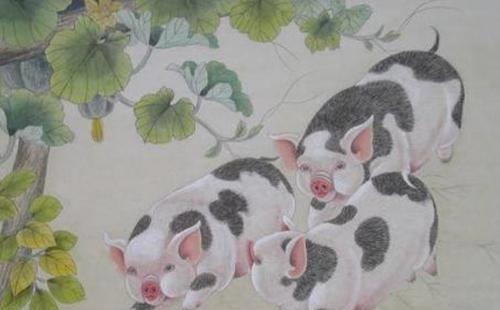 今期生肖往直前，采民作答落实解释