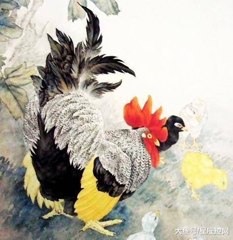 羽毛丰满指什么生肖，网络解释的落实