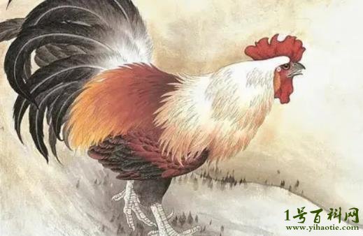 骄阳似火代表是指什么生肖，发现作答落实解释