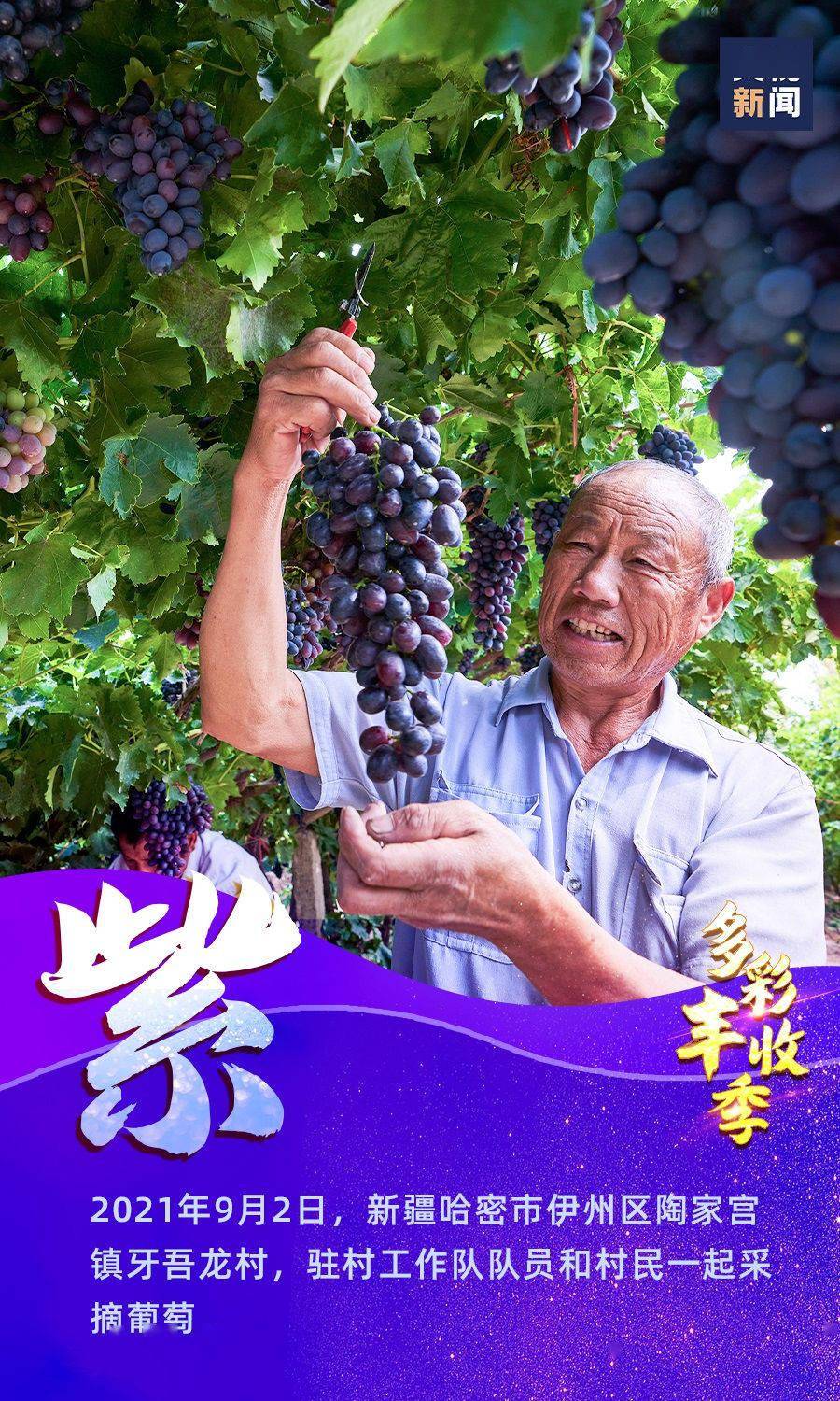 绿树红果丰收期猜一生肖,精选解析与落实的详细结果 绿树红果丰收期猜一生肖,精选解析与落实的详细结果