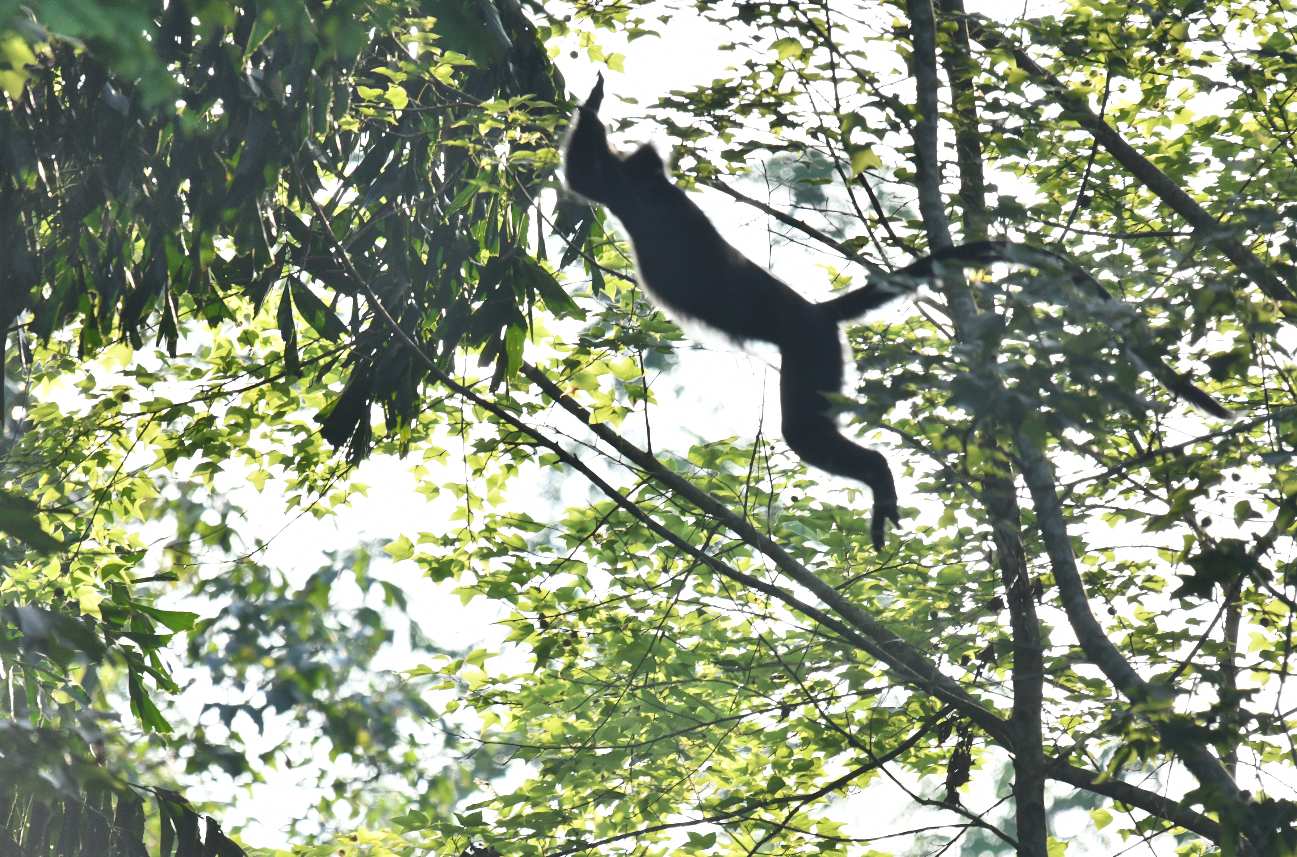 飞黄腾达，探寻动物界的飞跃奇迹