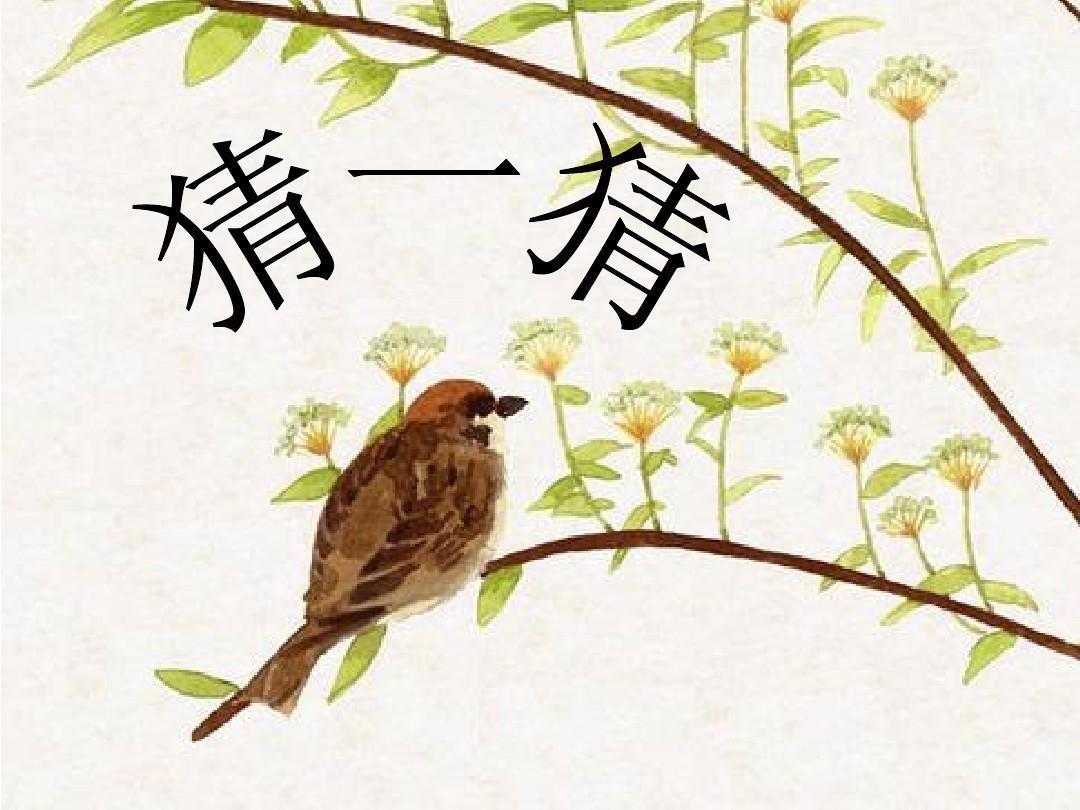 满腔热忱猜一动物，深度解析与智慧思考