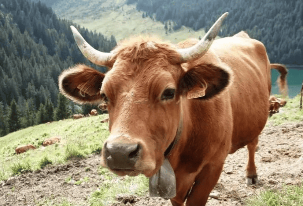 不可思议的生肖动物，沉稳作答，落实解释—以牛为例