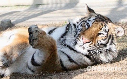 春光灿烂，天气正好—揭秘春光灿烂天气好背后的动物寓意