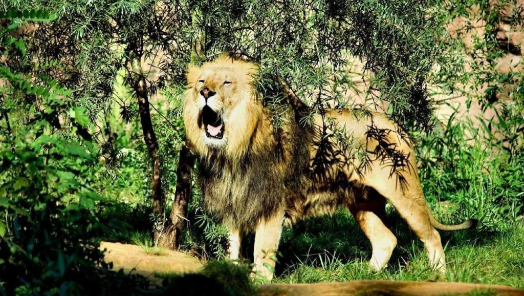 揭秘休戚与共之谜，探寻背后的动物寓意