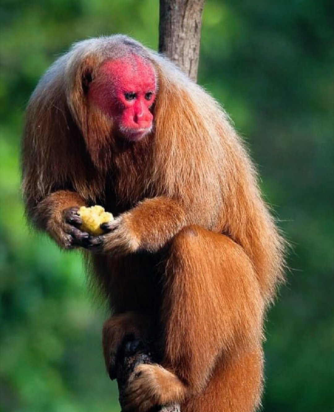 探秘红脸赤颈背后的生肖奥秘与文化解读