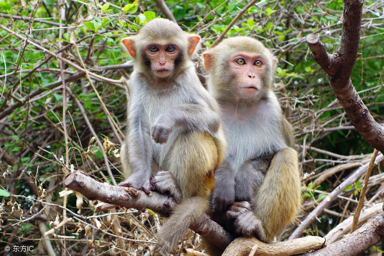 众志成城打一正确生肖，背后的坚韧与不屈