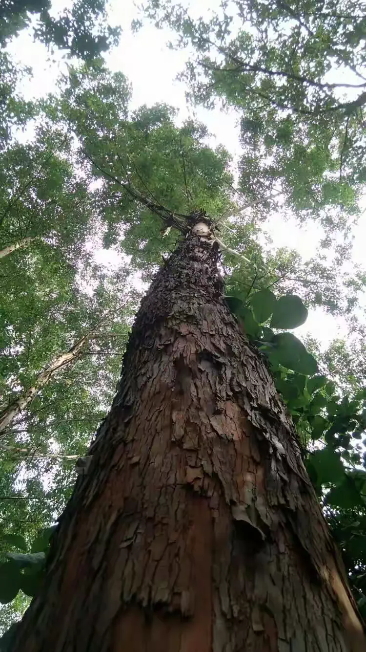 参天大树前人栽猜一动物，的故事与寓意