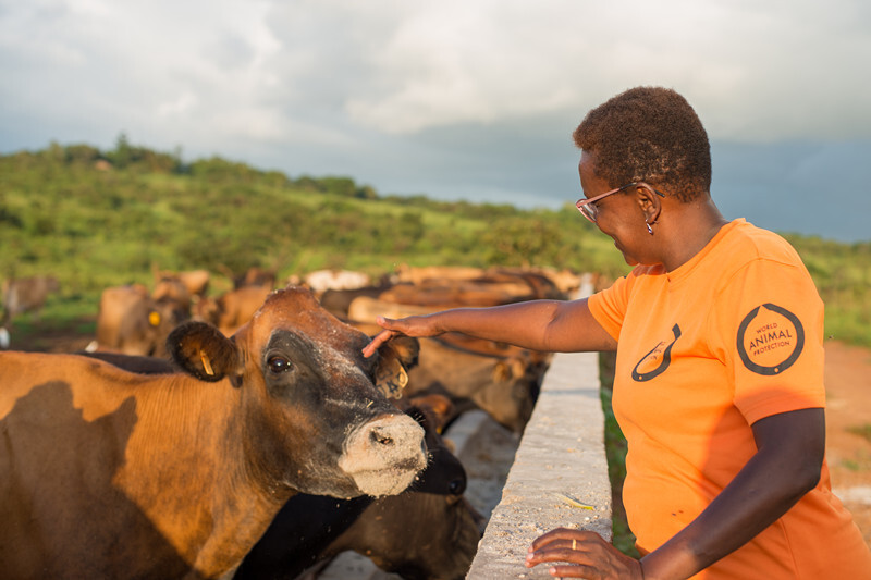 揭秘浴血奋战背后的神秘动物—探秘斗牛士的英勇与智慧