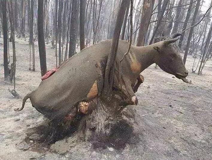 生灵涂炭打一正确生肖，深度解析与智慧思考