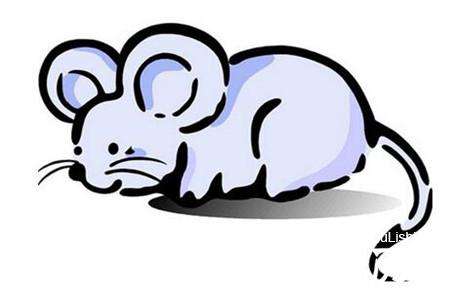 鼠年配对，解析鼠与哪些生肖最相配