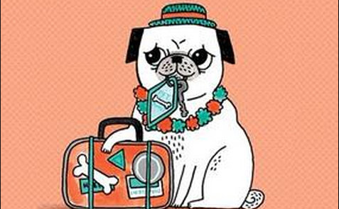 丧家之狗打一正确生肖,成就解释落实 丧家之狗打一正确生肖,成就解释落实