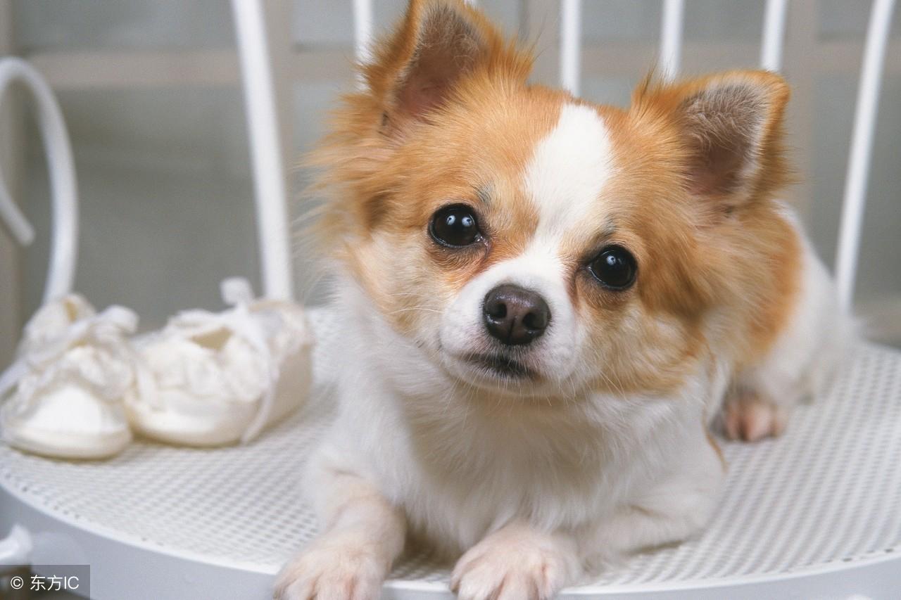 属牛的三合生肖是什么，热议解释落实