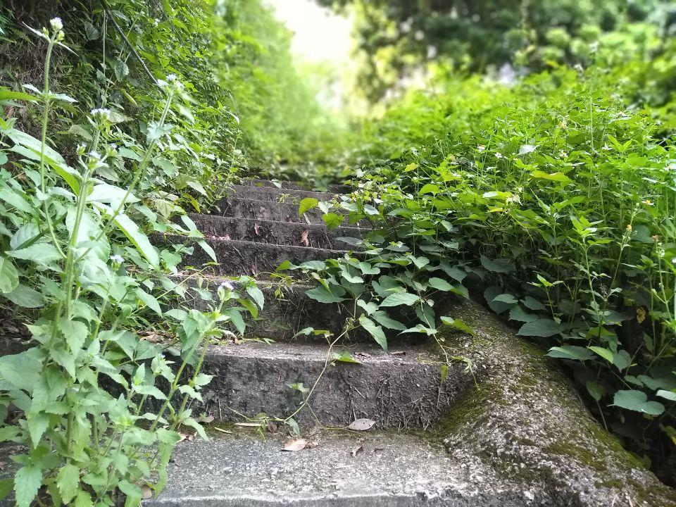 貌不惊人，生肖中的低调王者—鼠