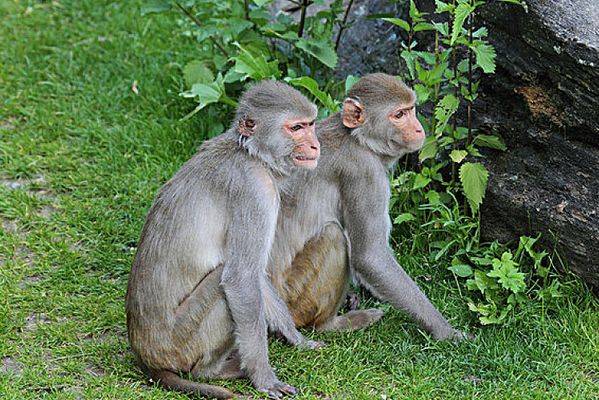 同甘共苦指的是什么生肖，选择解释落实