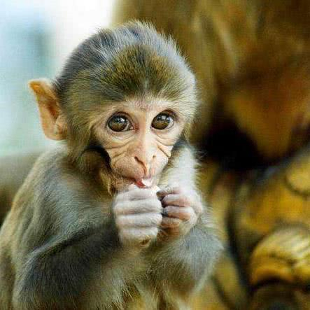 聪明的动物，生肖中的智慧之光