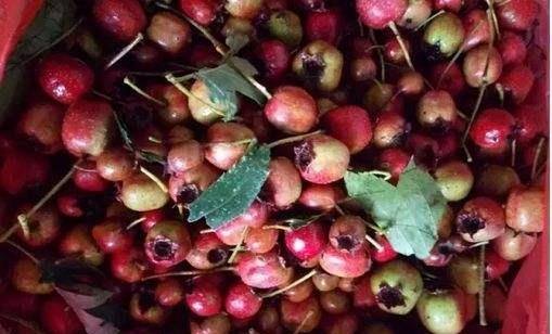 绿树红果丰收期猜一生肖,精选解析与落实的详细结果 绿树红果丰收期猜一生肖,精选解析与落实的详细结果