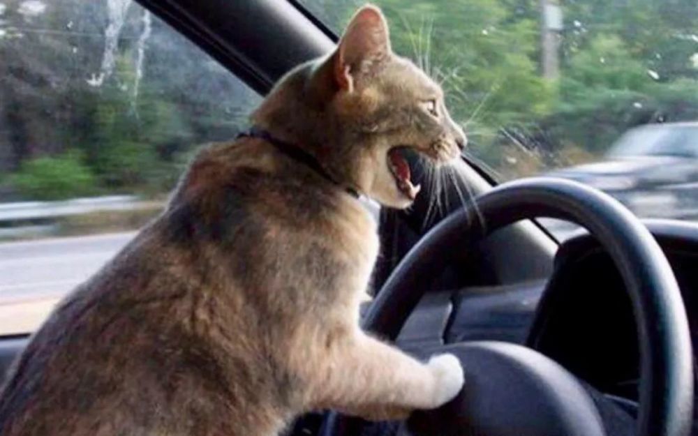 探寻谜底,水远山遥难信实猜一动物 探寻谜底,水远山遥难信实猜一动物