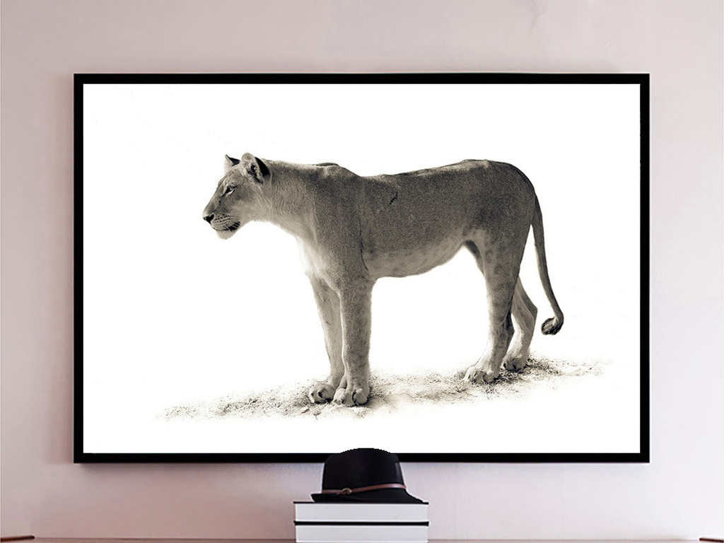 注玄尚白猜动物，揭秘沉稳作答背后的智慧