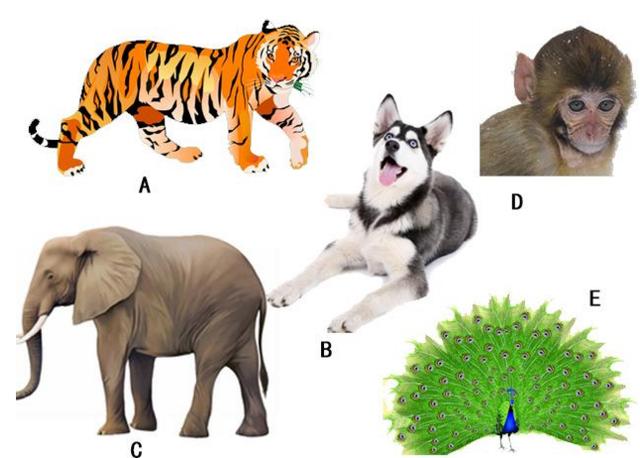 揭秘生擒活捉背后的智慧，猜一动物，结论作答与科学解释