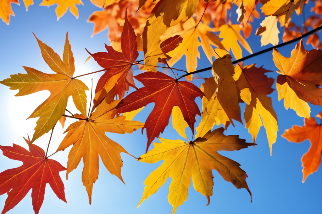 叶落知秋什么生肖，绝佳作答落实解释