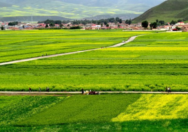谜底揭晓，七月大地金灿灿—生肖之谜的终极答案