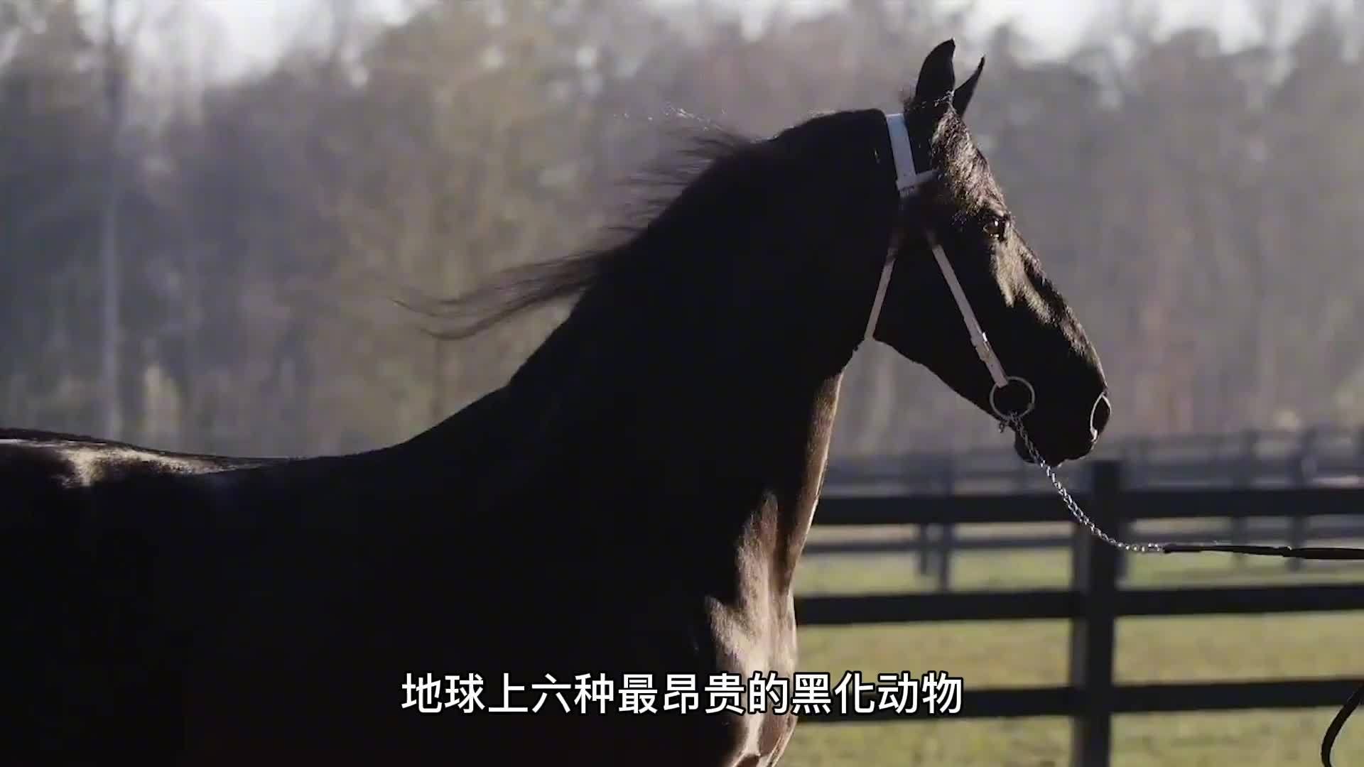 探秘黑肖的生肖世界，故事与寓意的交织