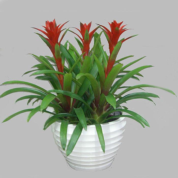 众矢之的猜一动物，揭秘背后的文化寓意