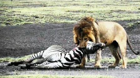 弱肉强食是指什么生肖，时代解释落实