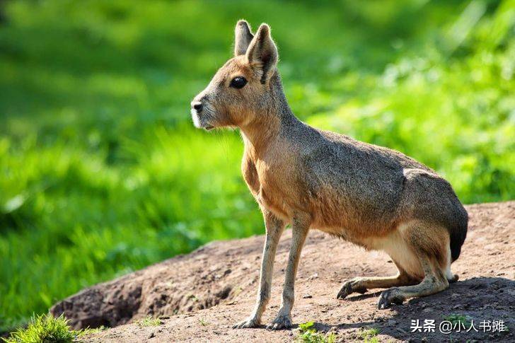 得心应手代表猜一动物，成就解释落实