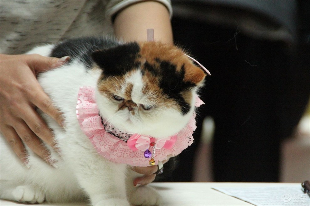 揭秘厚颜无耻背后的生肖玄机，探寻属相中的大脸猫